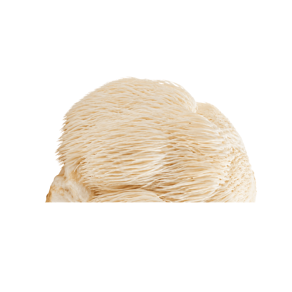 Lion’s Mane