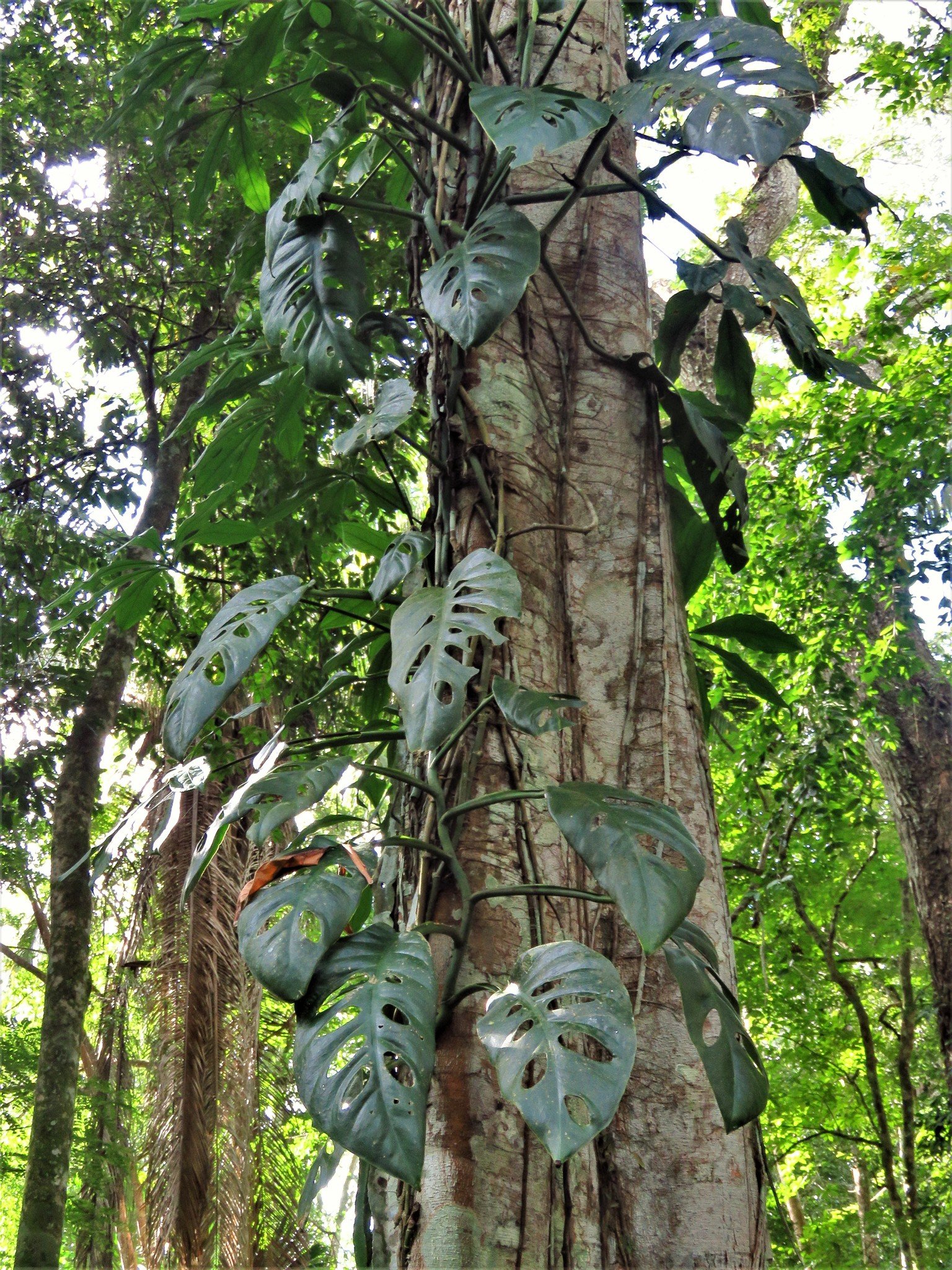 Acuminata