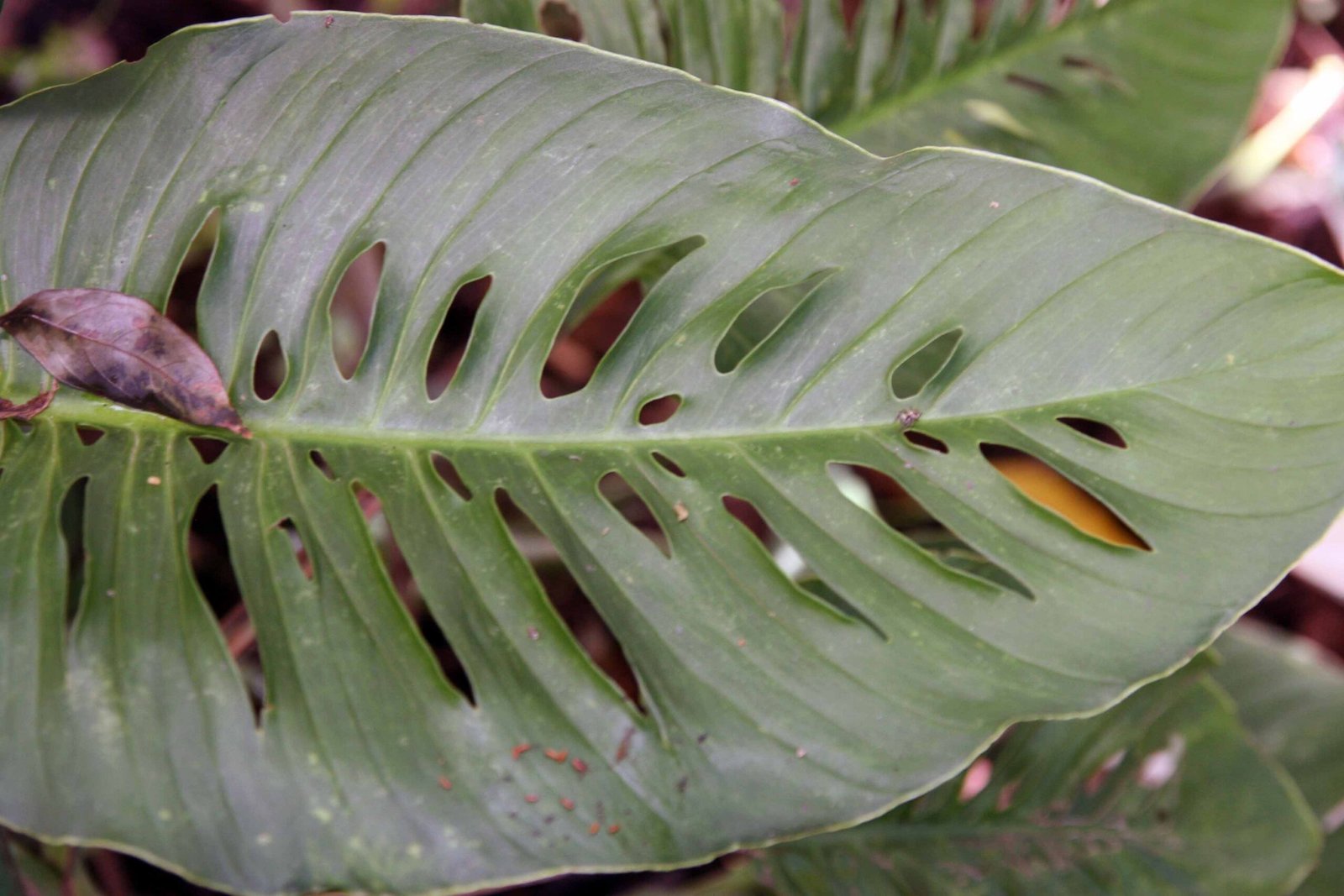 Adansonii