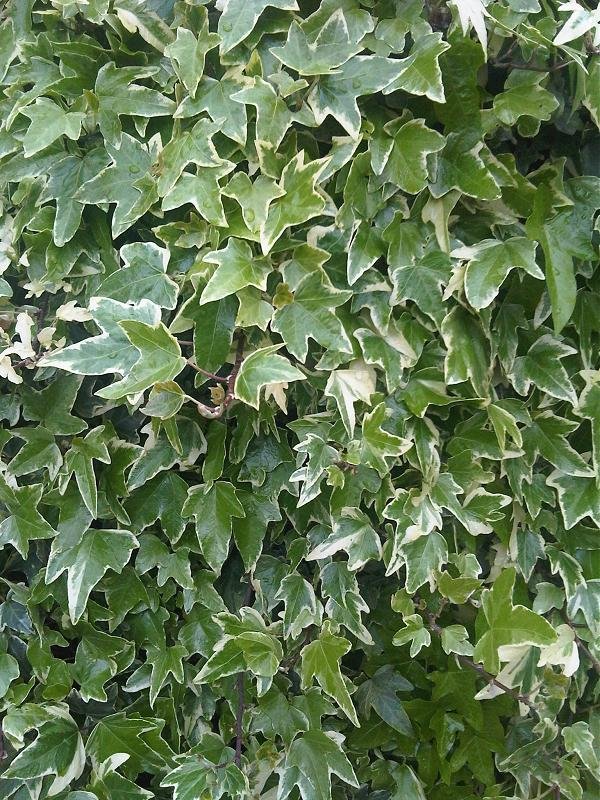 Algerian Ivy