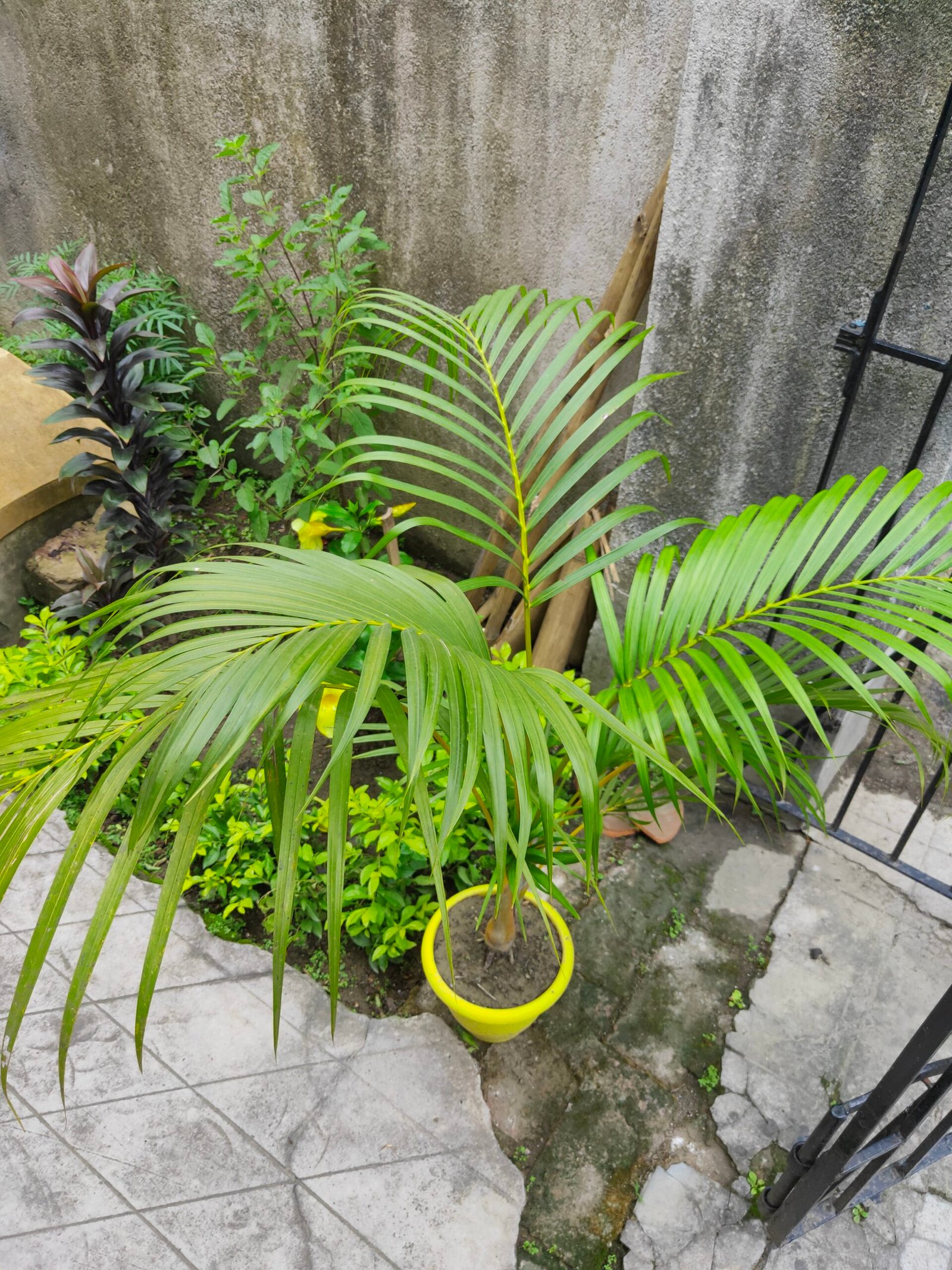 Areca Palm