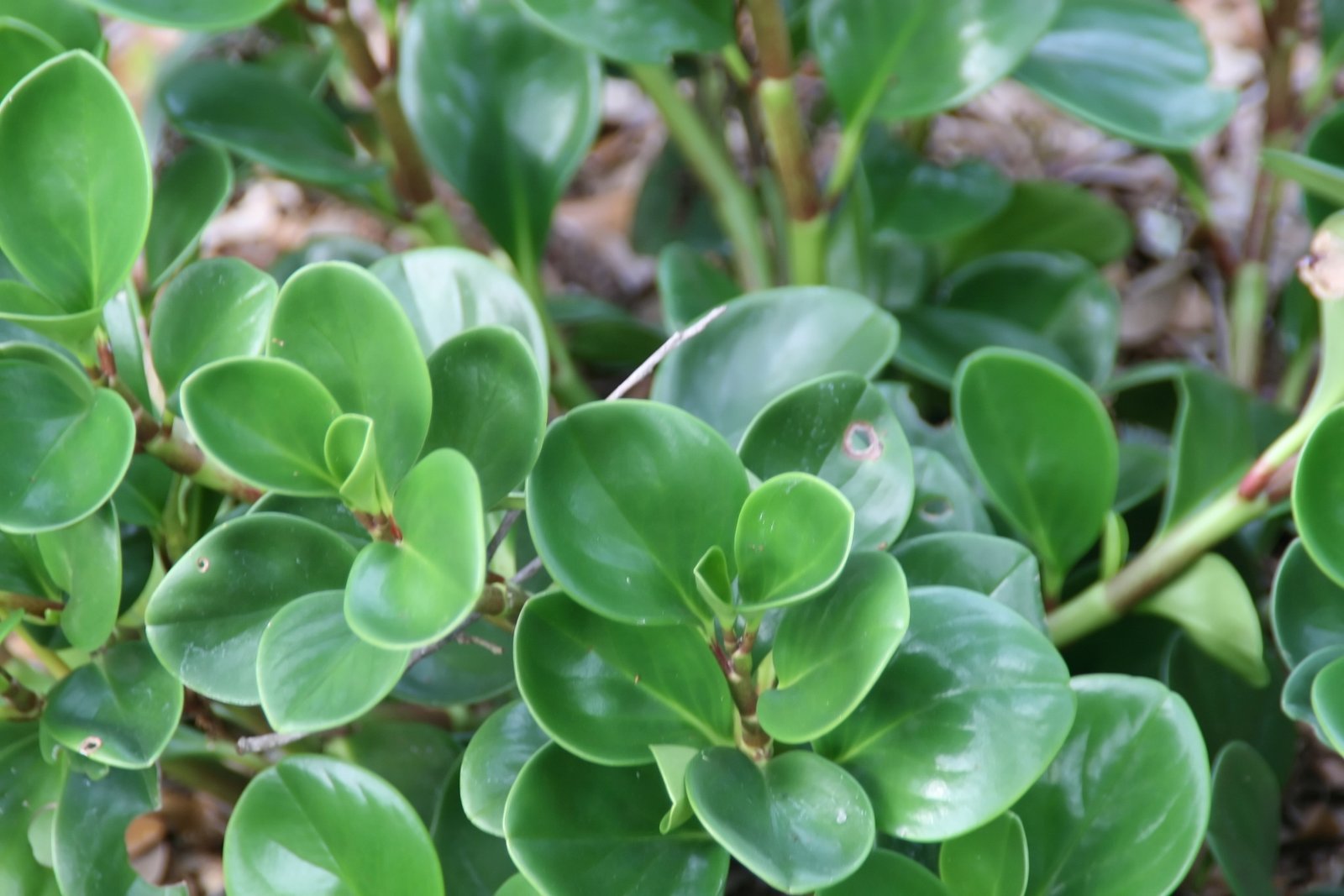 Baby Rubber Plant