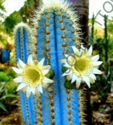 Blue Torch Cactus