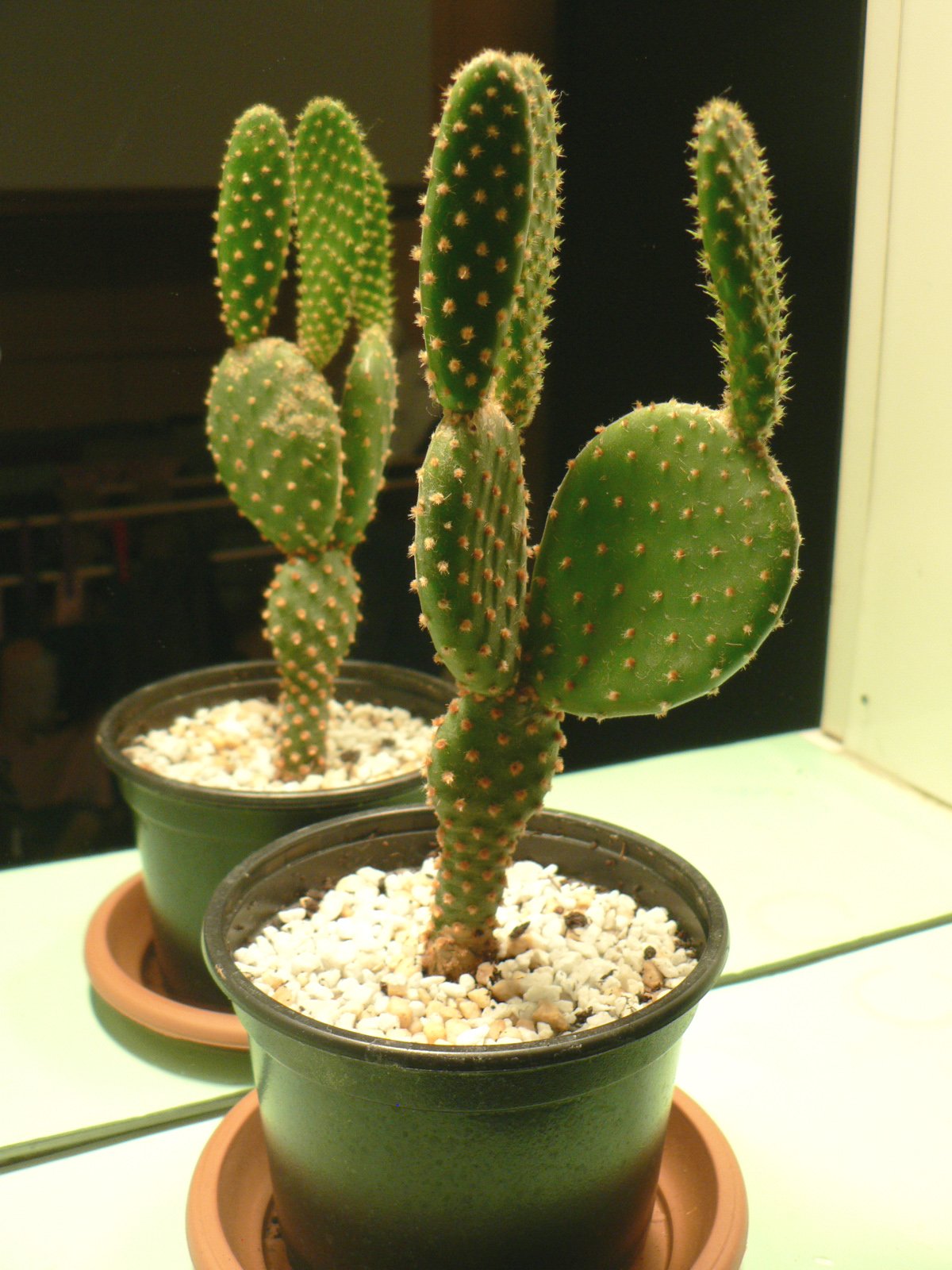Bunny Ear Cactus