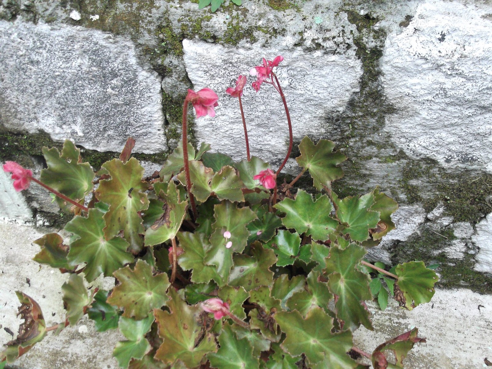 Beefsteak Begonia