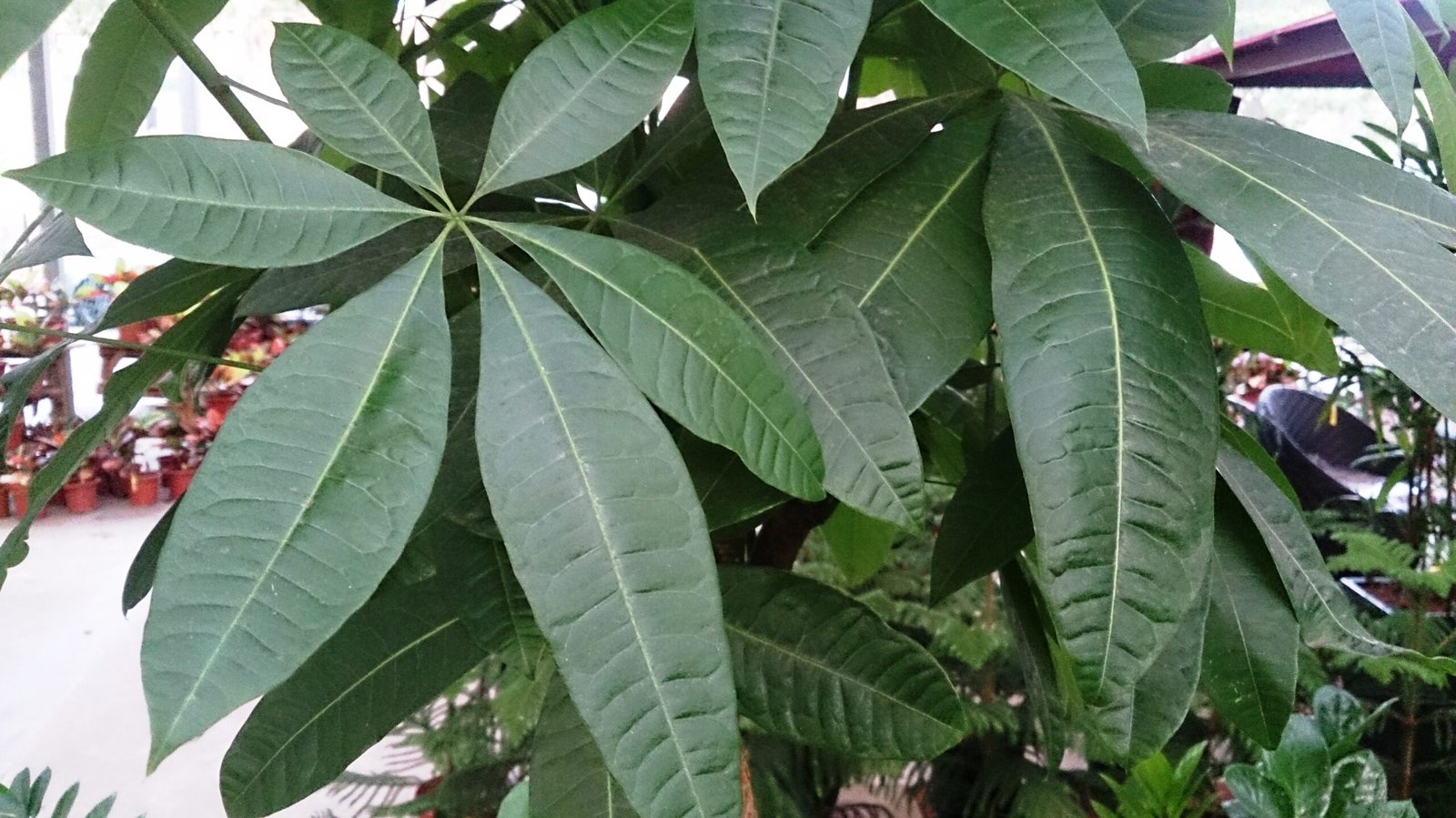 Braided Money Tree