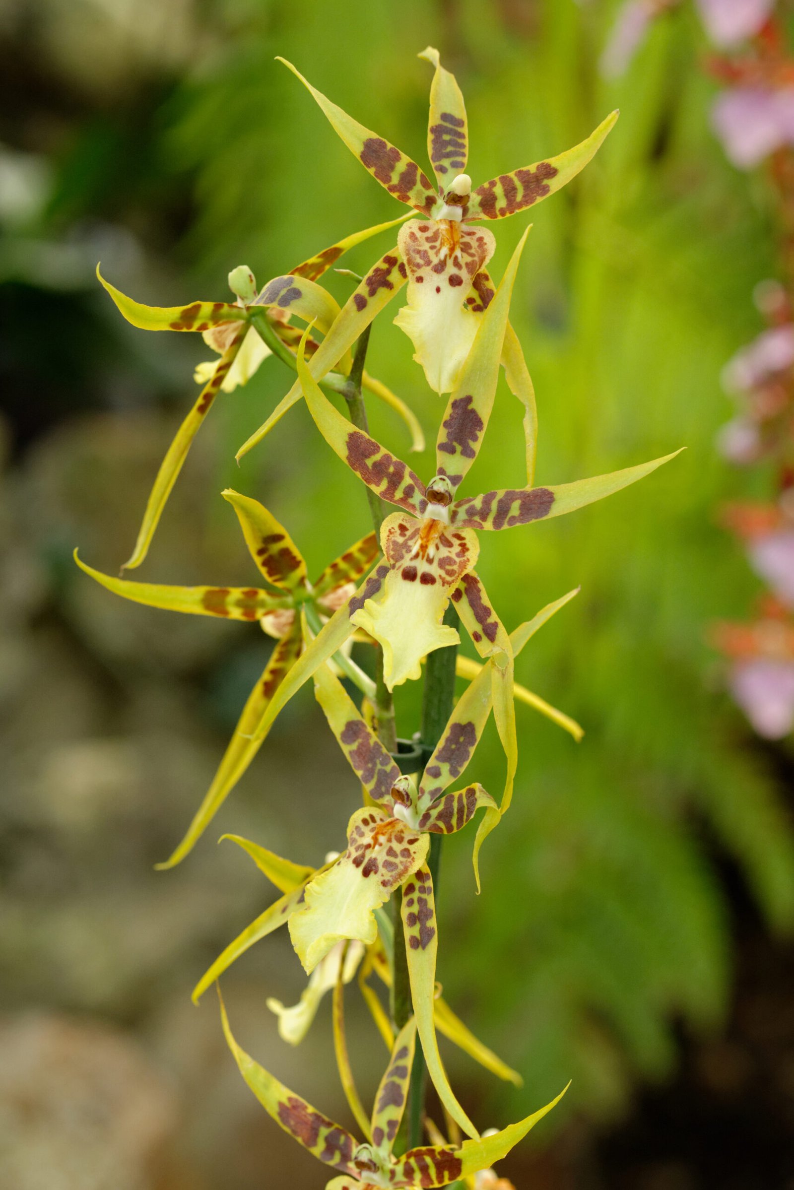 Brassia