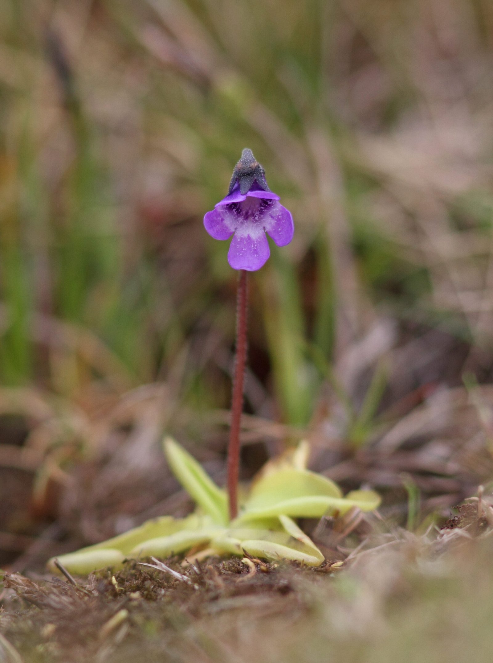 Butterwort