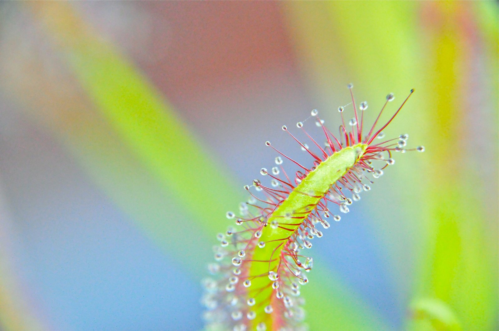 Cape Sundew