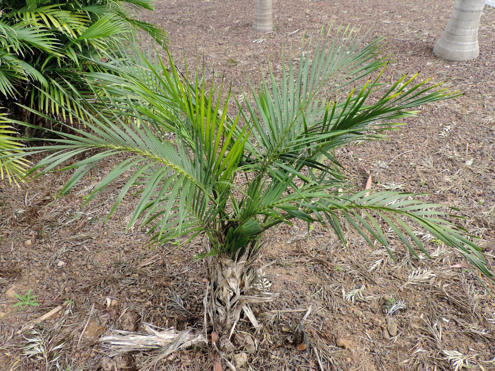 Cat Palm