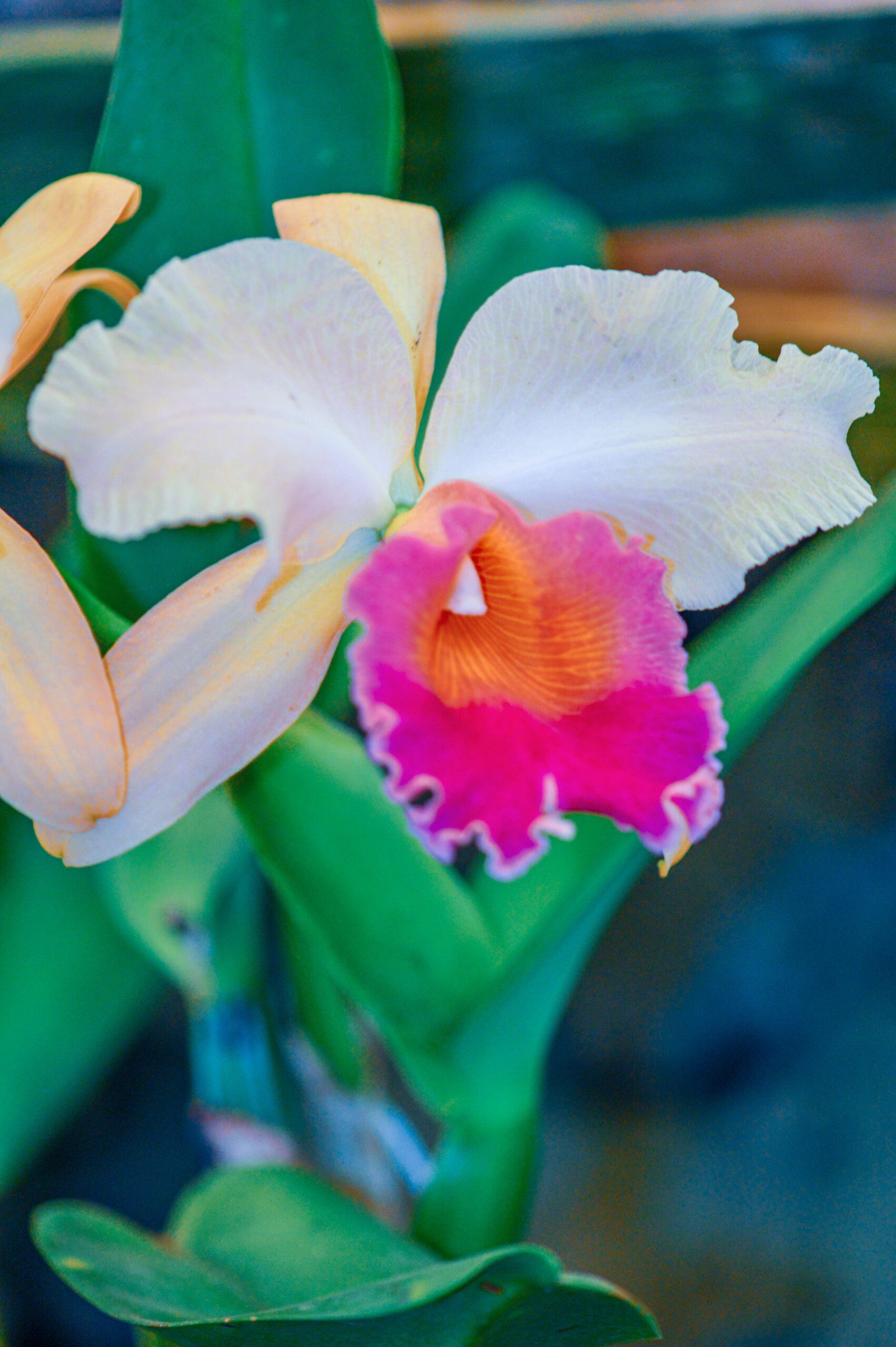 Cattleya