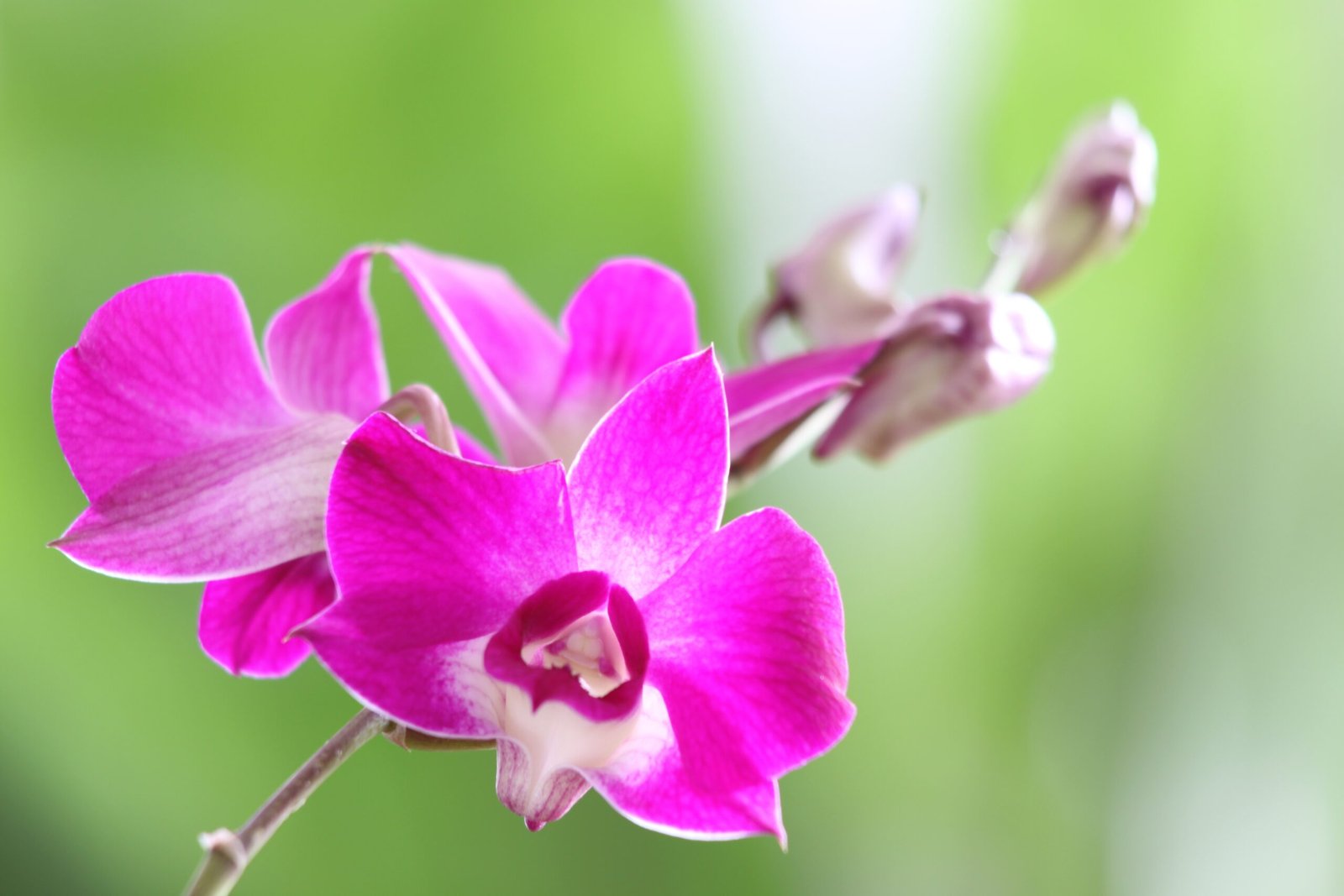 Dendrobium