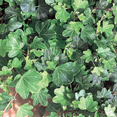 Duckfoot Ivy