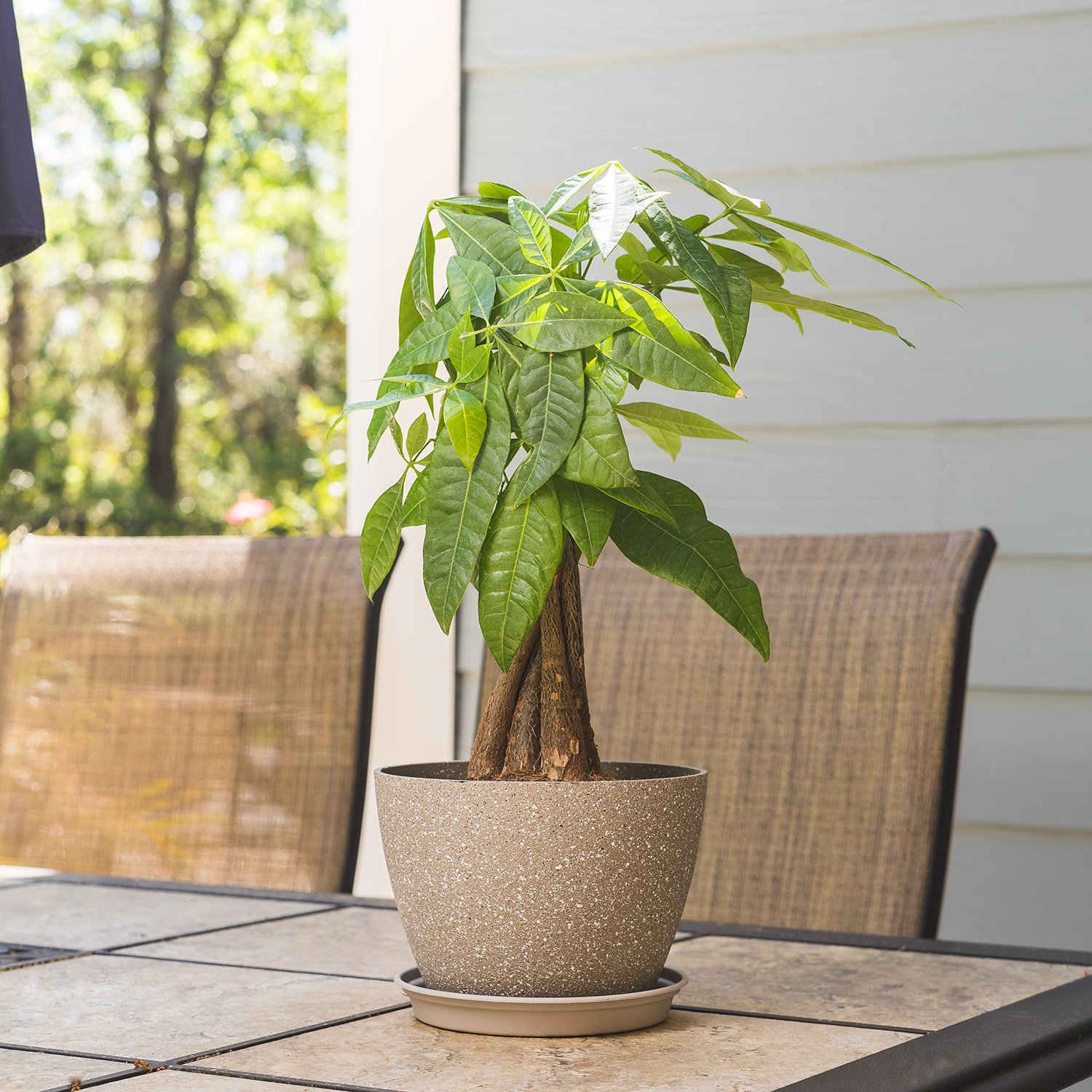 Dwarf Money Tree