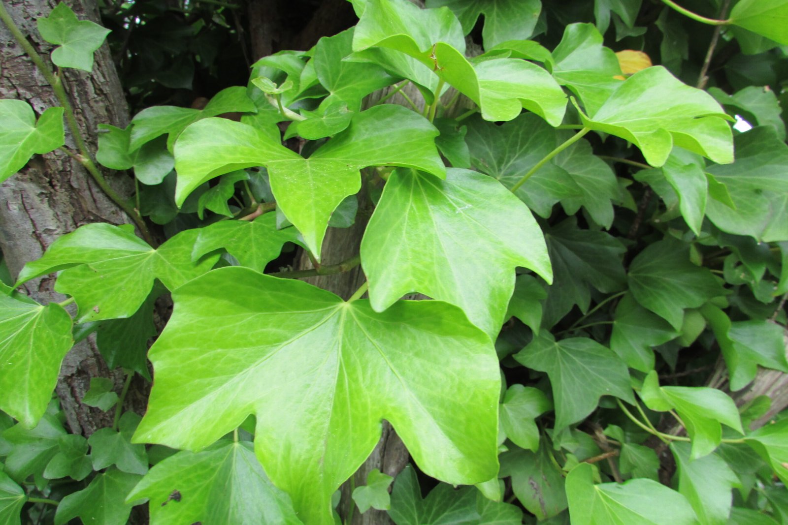 English Ivy