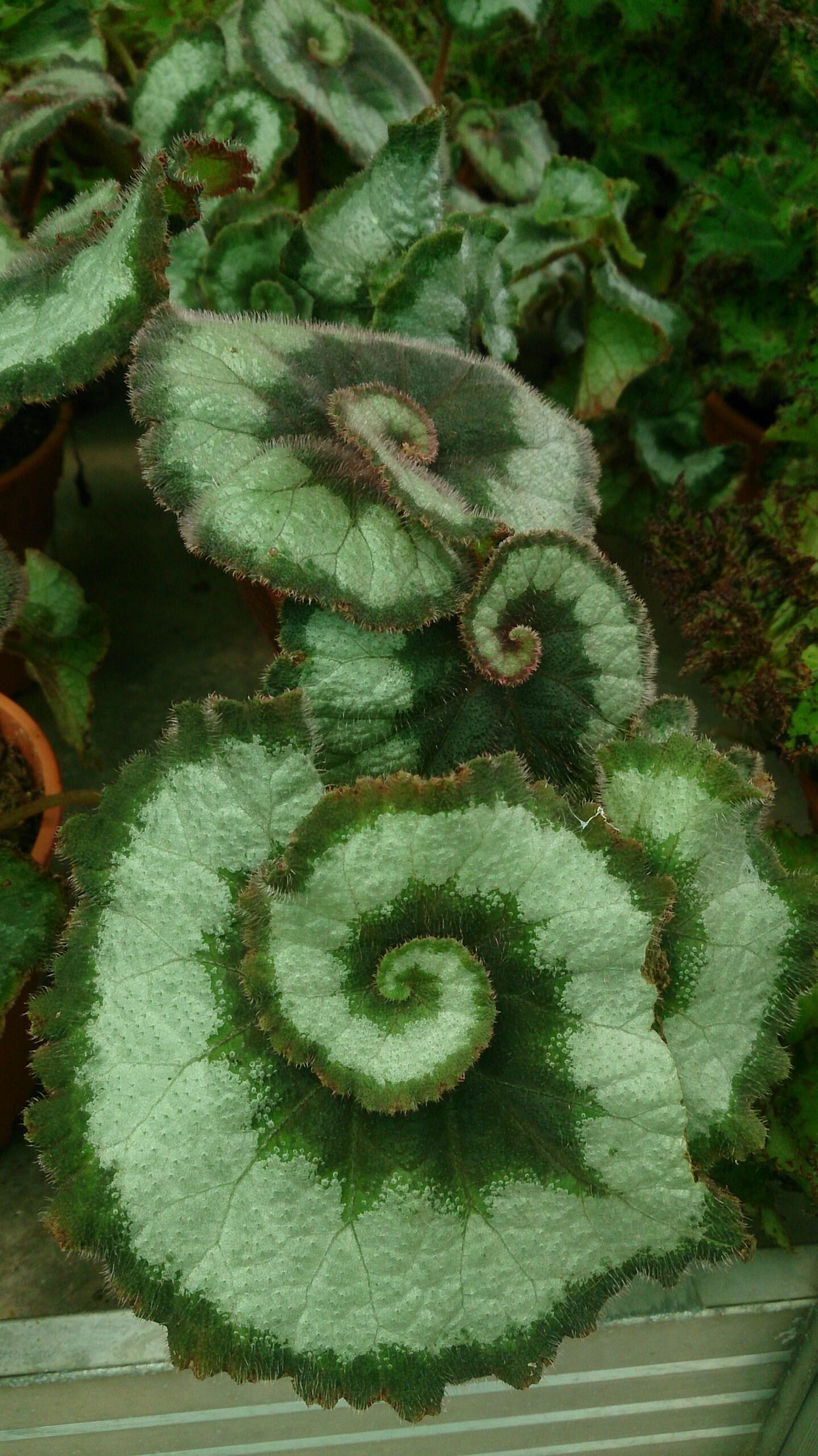 Escargo Begonia