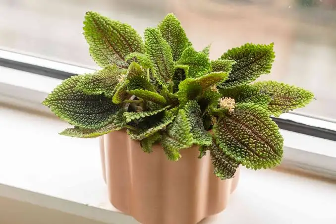 Friendship Plant
