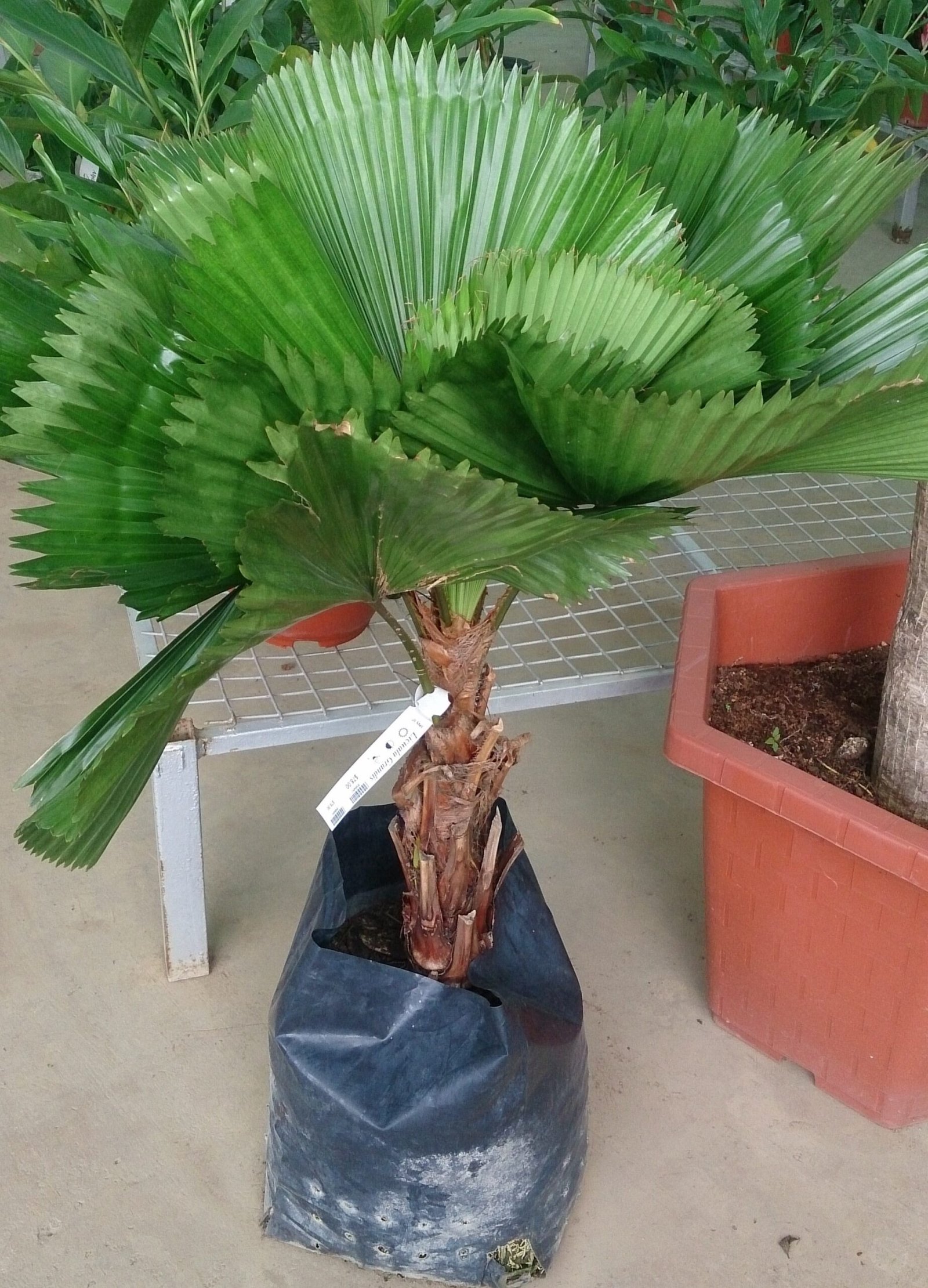 Fan Palm