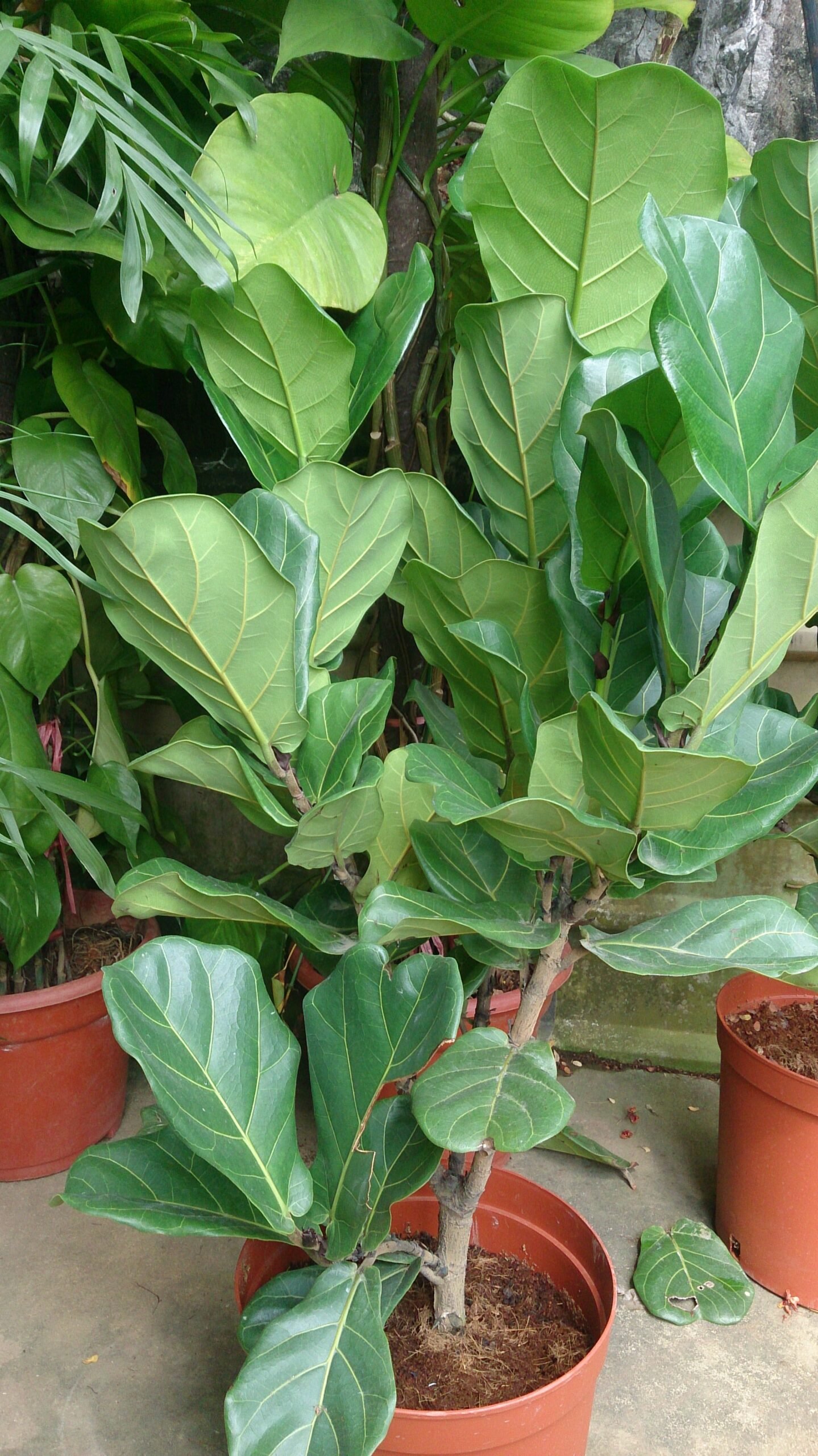 Fiddle Leaf Fig