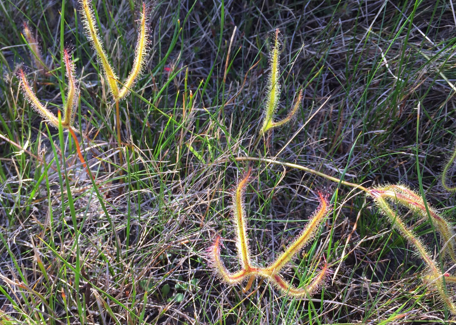 Forked Sundew