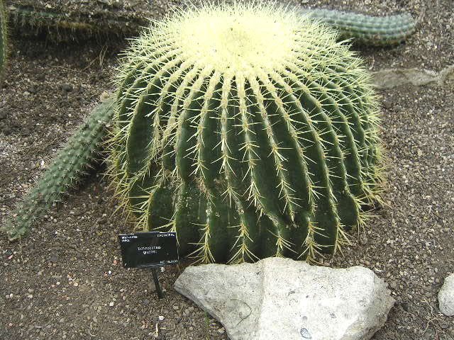 Golden Barrel Cactus