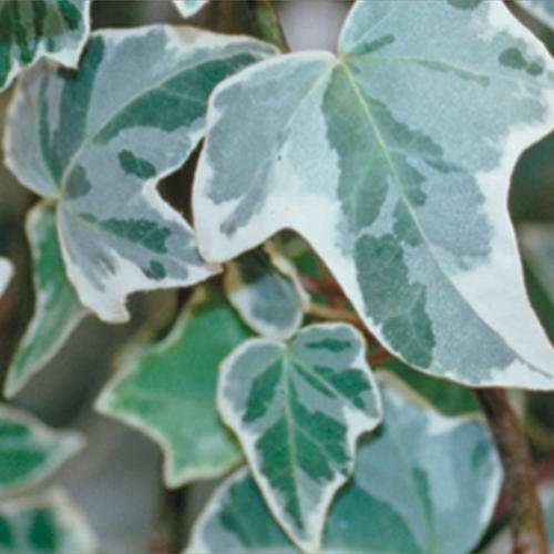 Glacier Ivy
