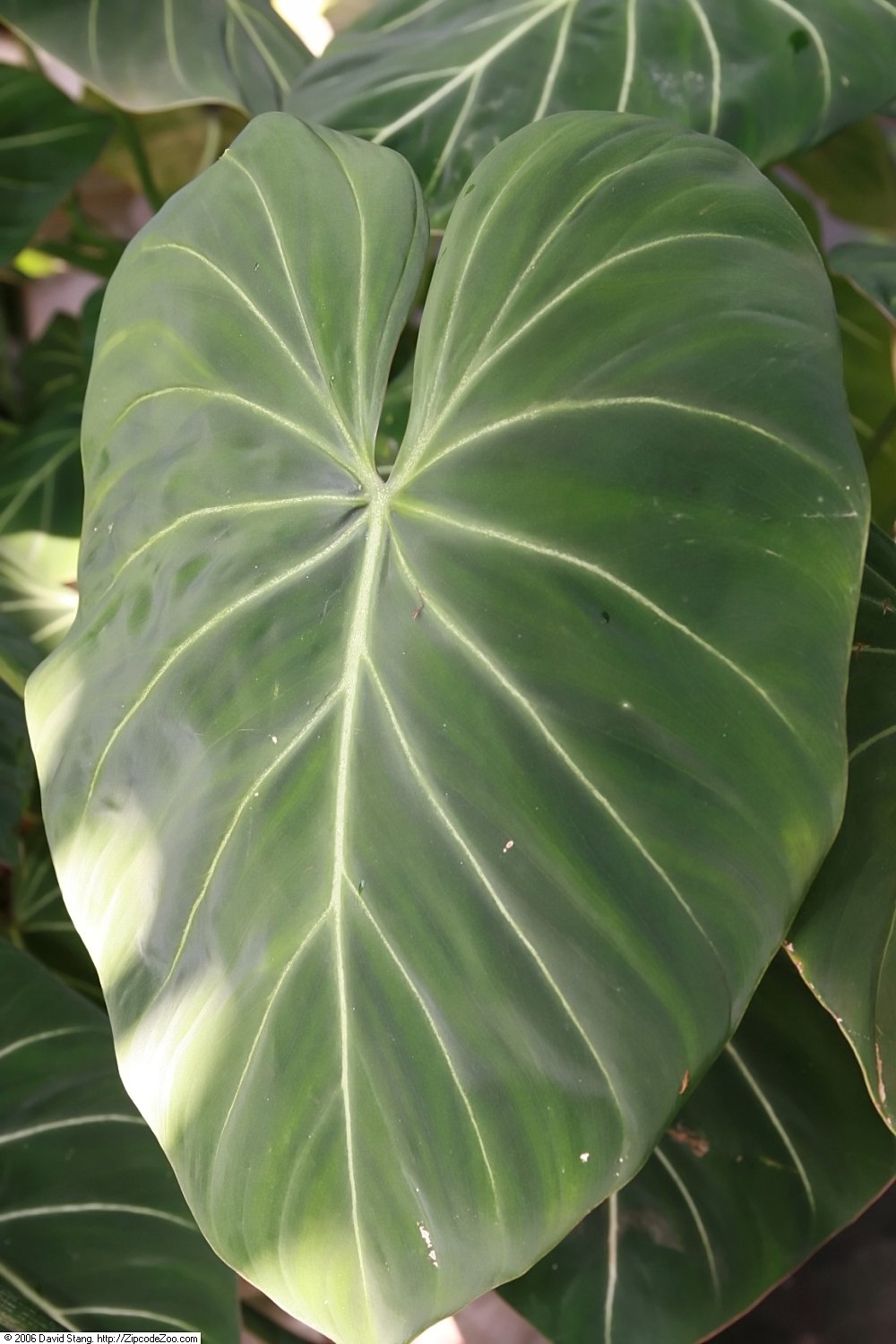 Gloriosum