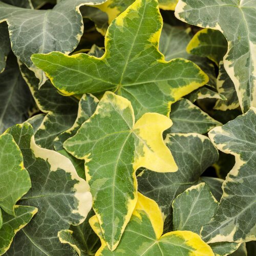 Gold Child Ivy