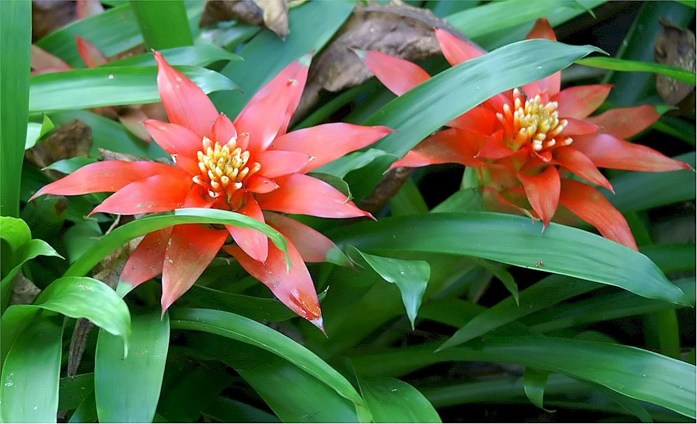 Guzmania