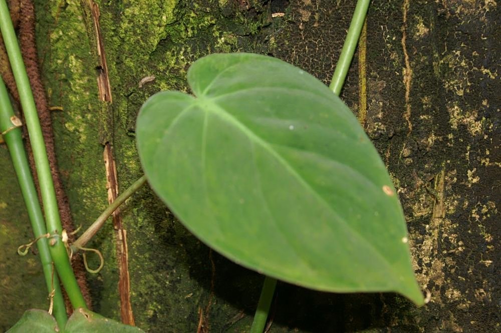 Heartleaf
