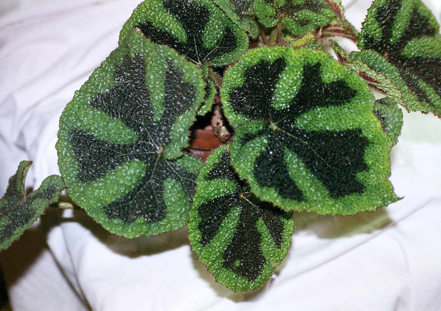 Iron Cross Begonia