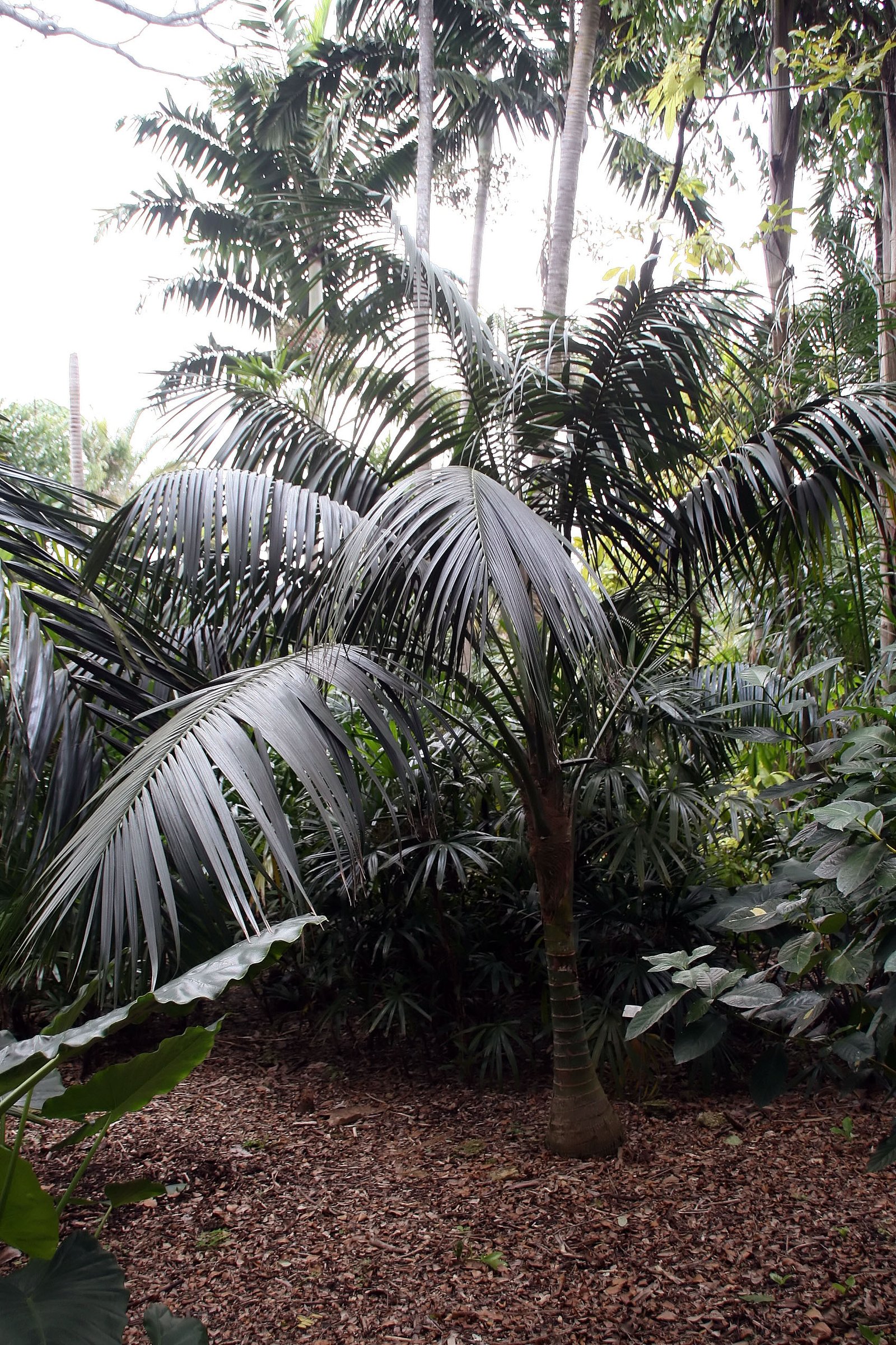 Kentia Palm