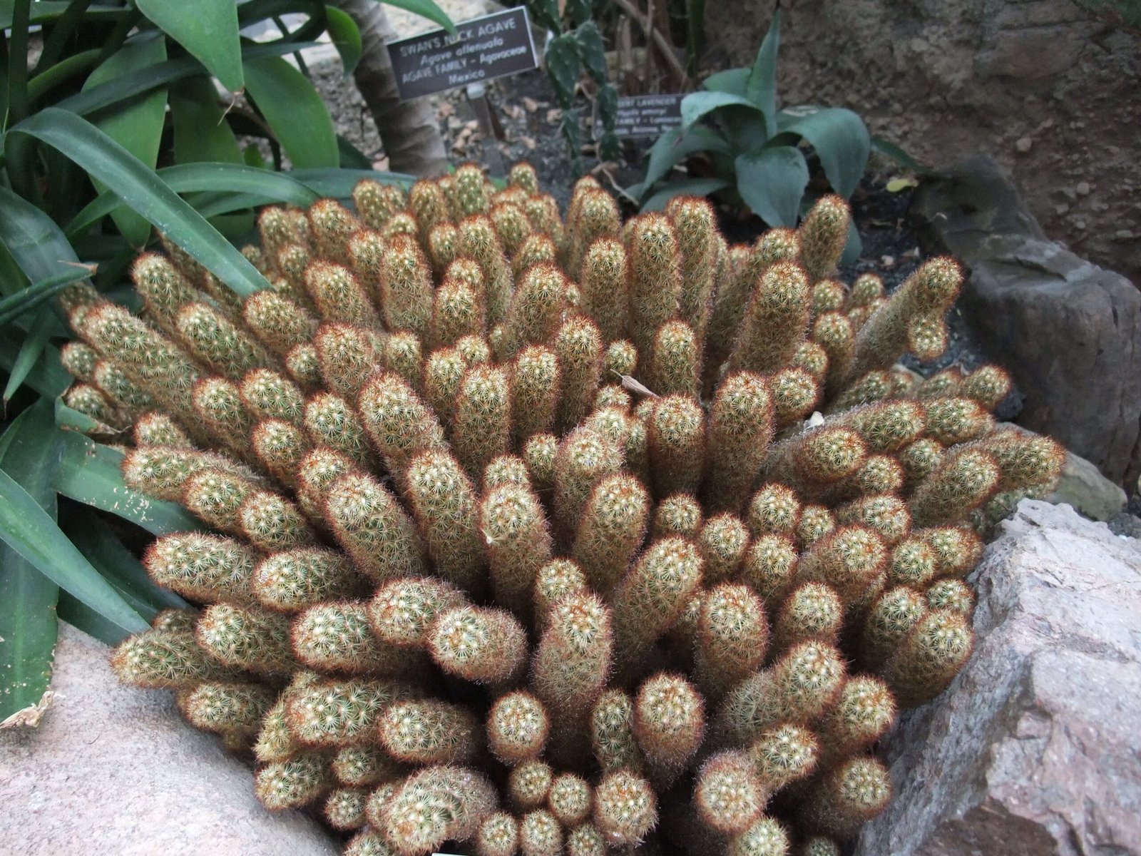 Lady Finger Cactus