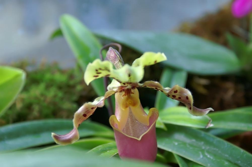 Lady Slipper