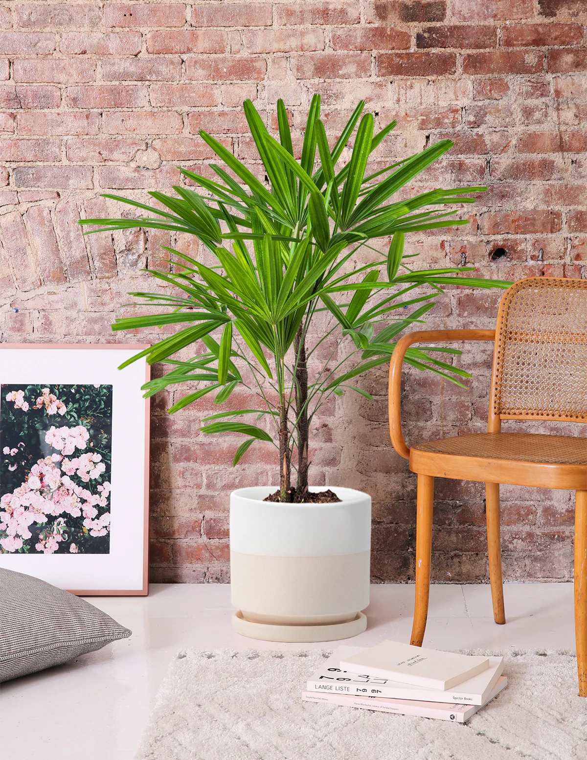 Lady Palm