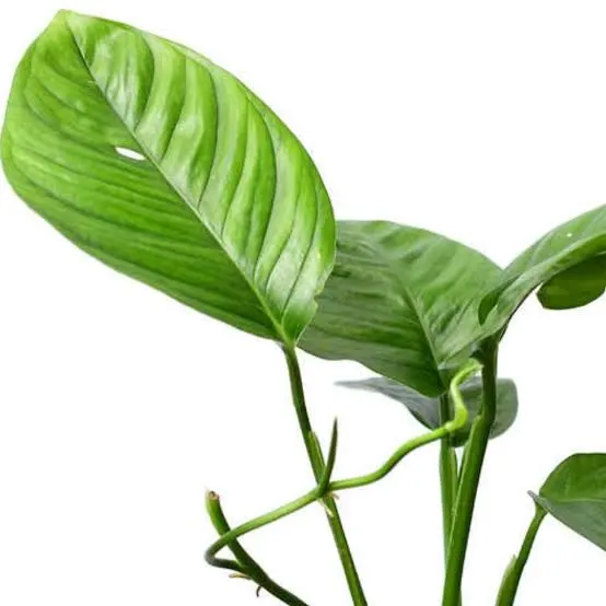 Lechleriana