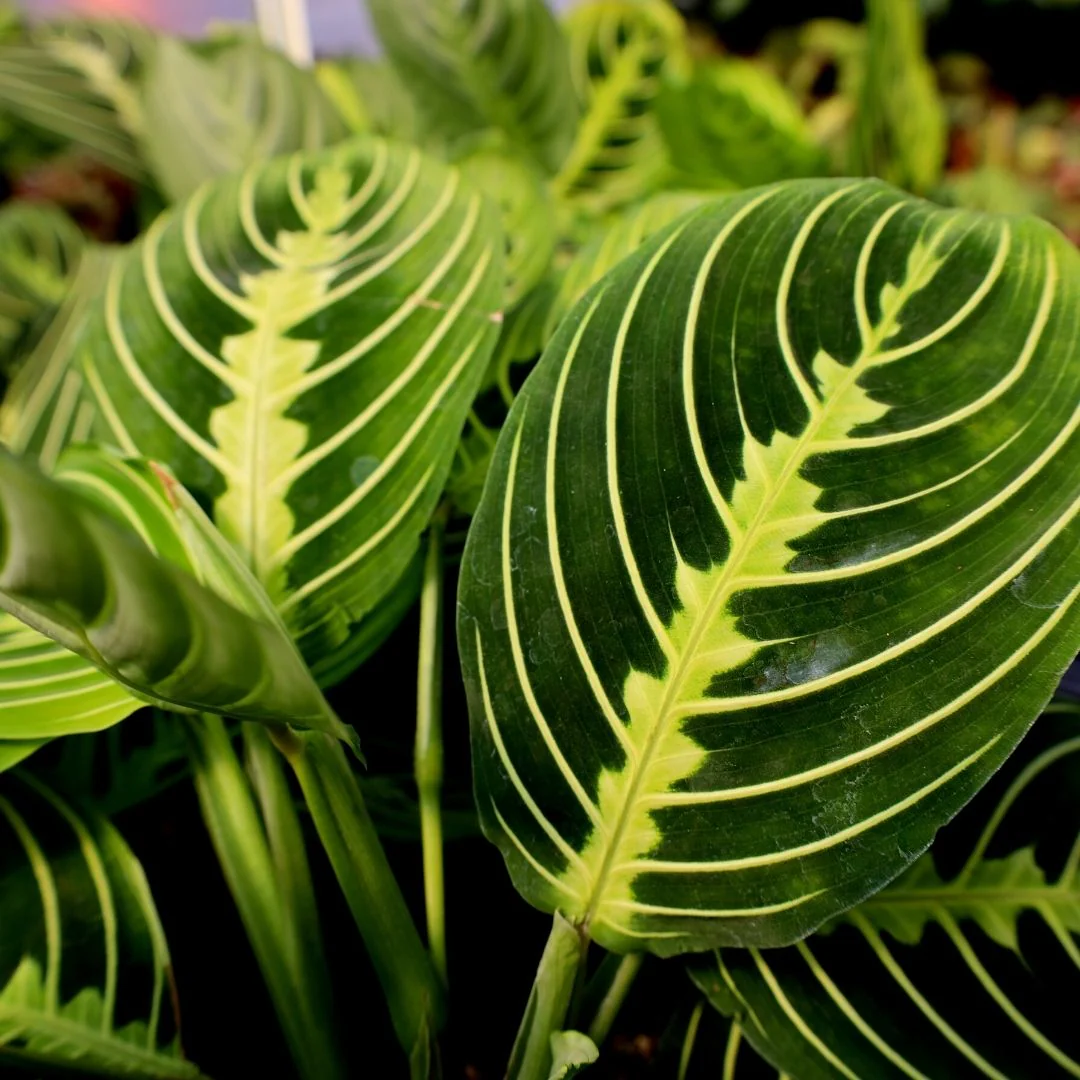 Lemon Lime Prayer Plant
