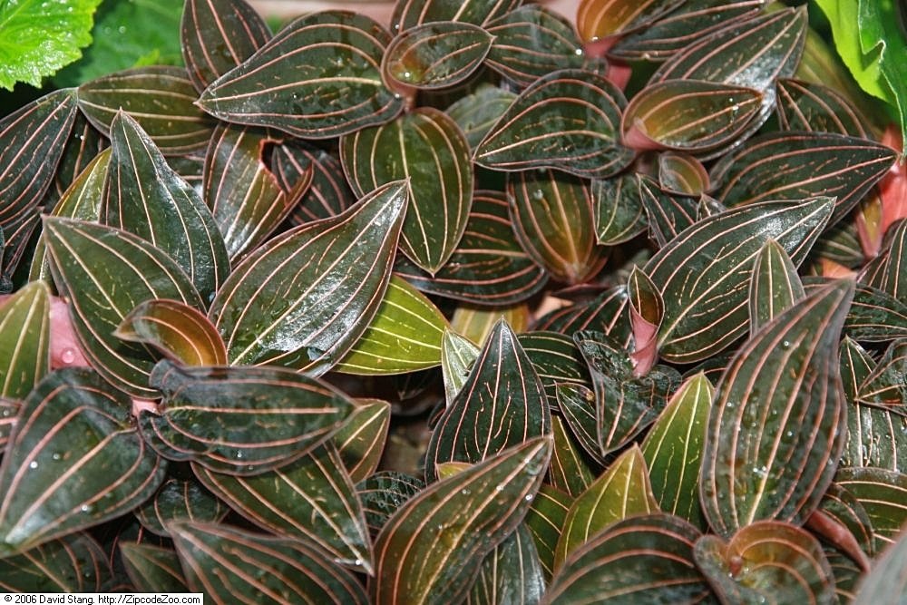 Jewel Orchid