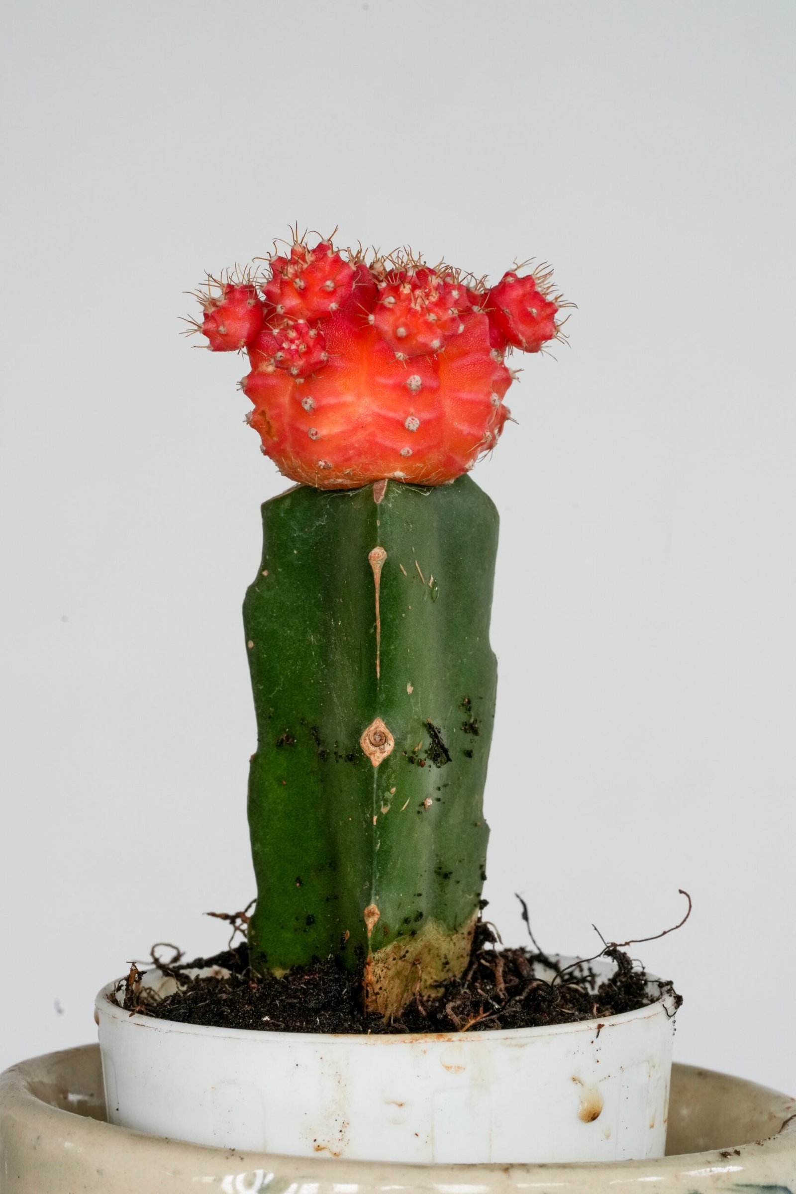 Moon Cactus