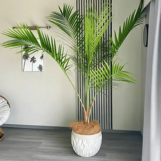 Majesty Palm