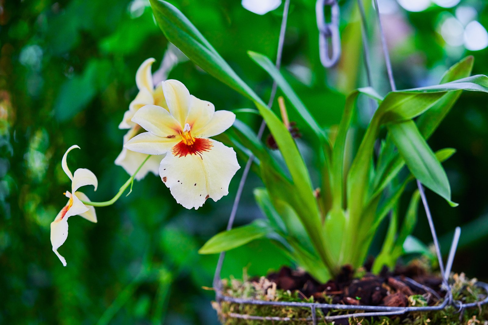 Miltoniopsis
