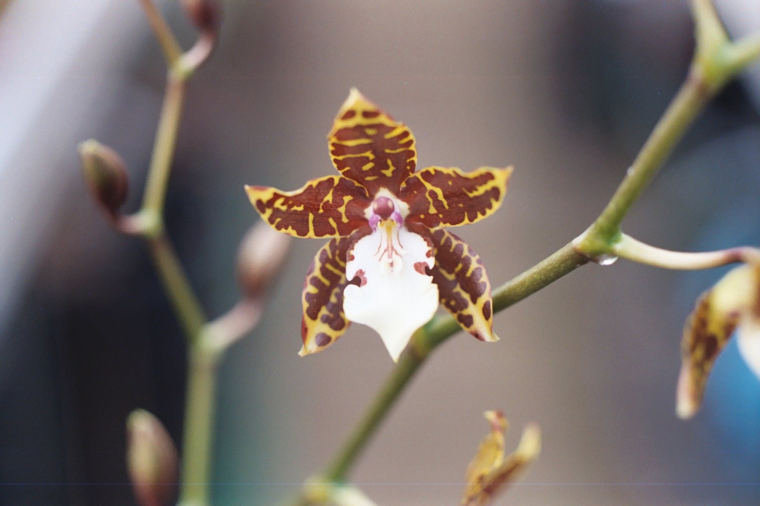 Oncidium