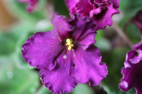 Optimara Little Maya