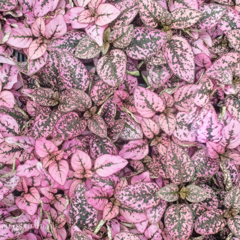 Pink Splash