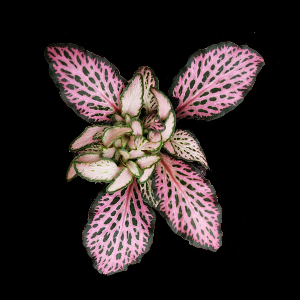 Pink Star