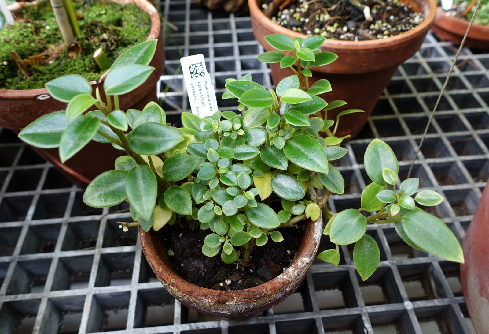 Pixie Lime