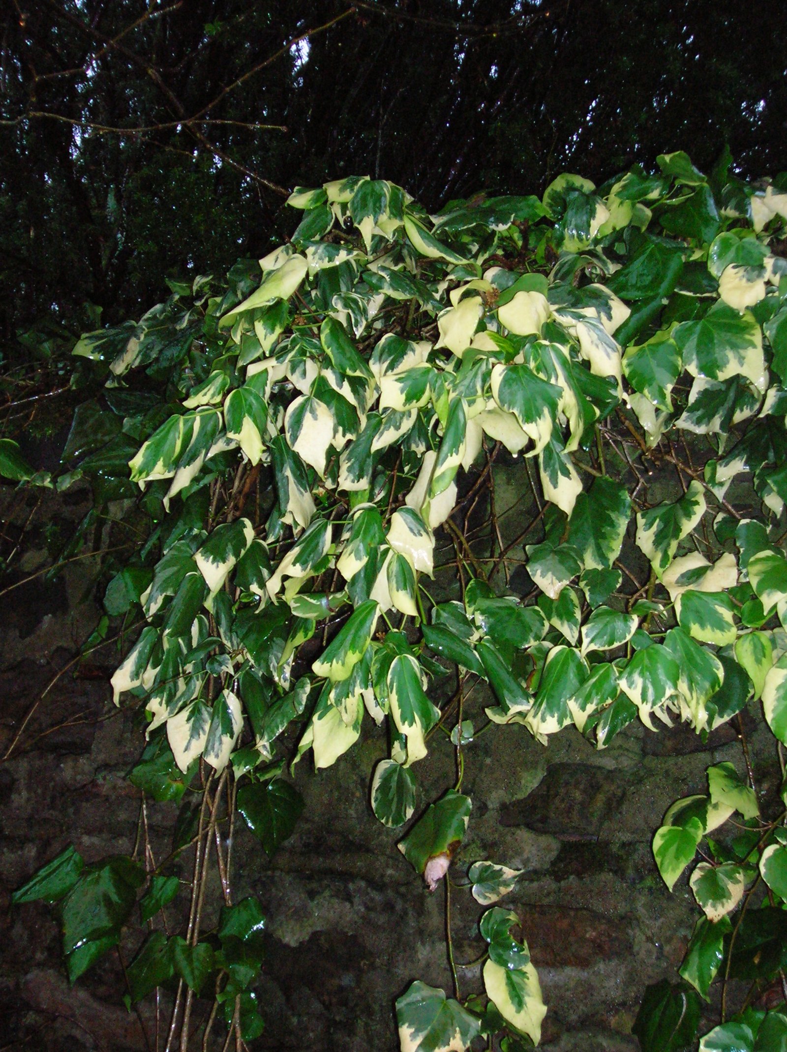 Persian Ivy