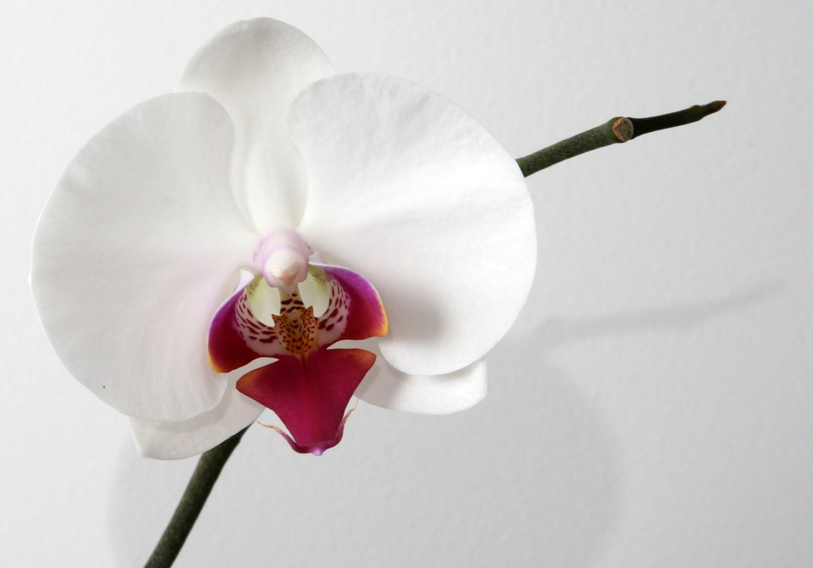 Phalaenopsis