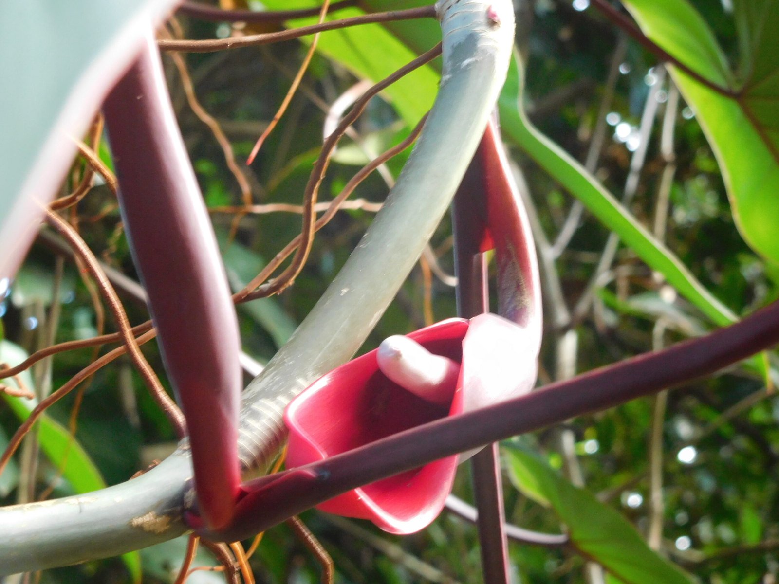 Red Emerald