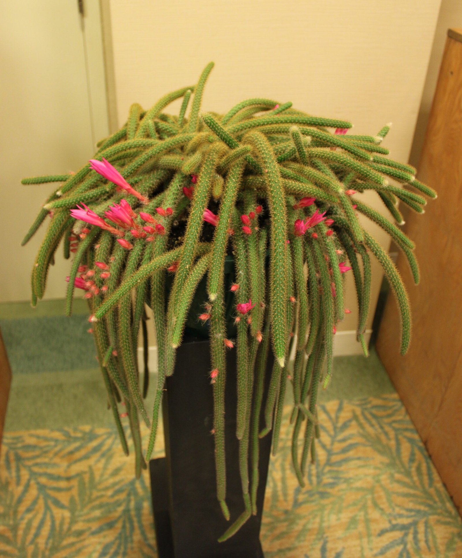 Red Tail Cactus
